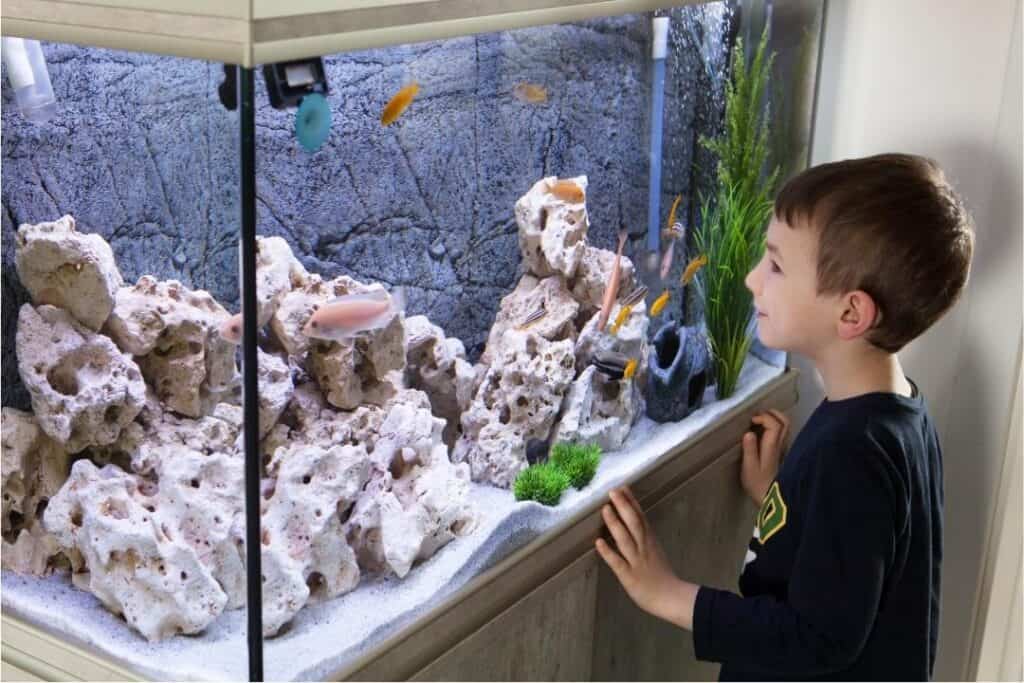 akvariefiskar barn