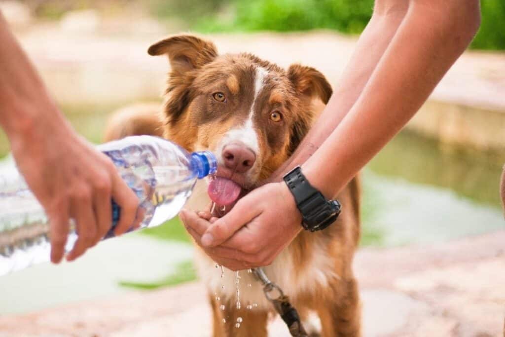 Hund dricka vatten
