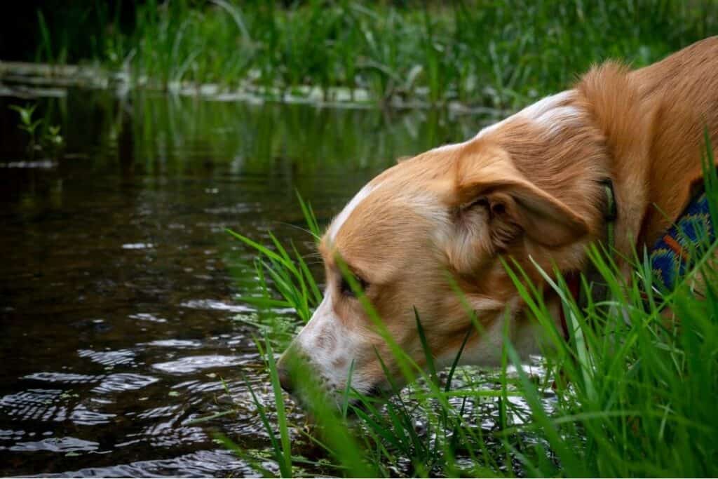 hund dricker sjövatten