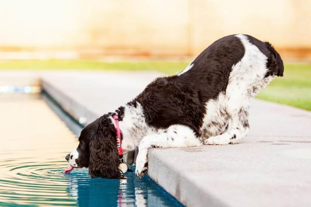 hund dricker poolvatten
