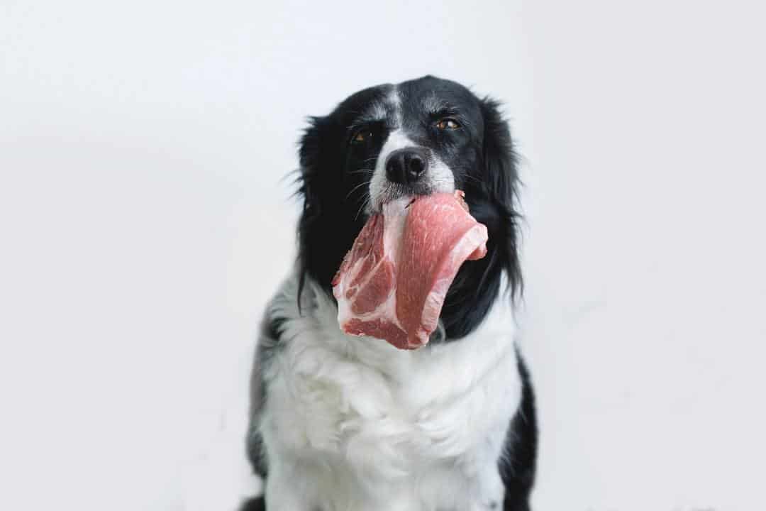 hund äter kött