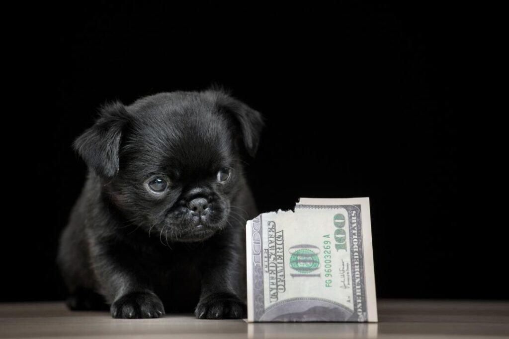 Hund pengar