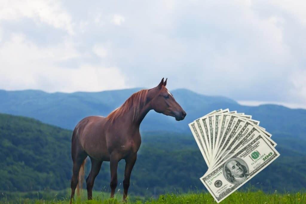Häst kostnad