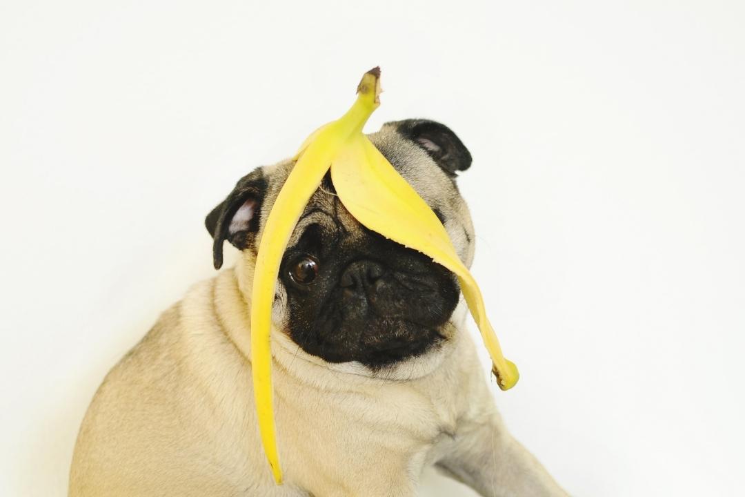 Hund äter banan