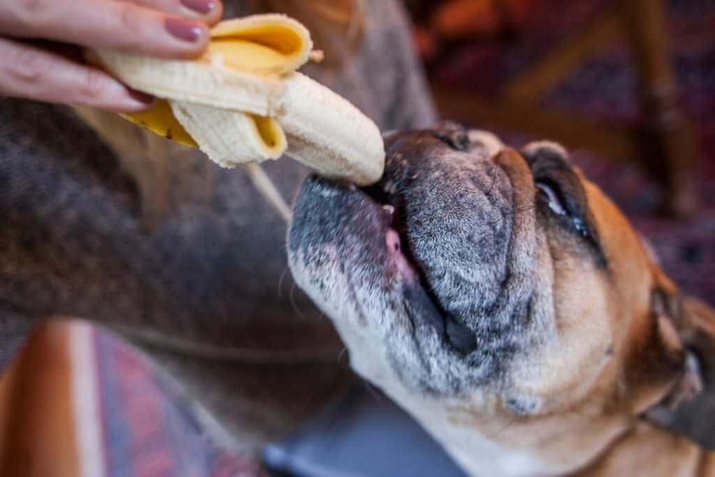Hund som äter banan