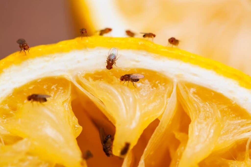 Bananflugor på frukt
