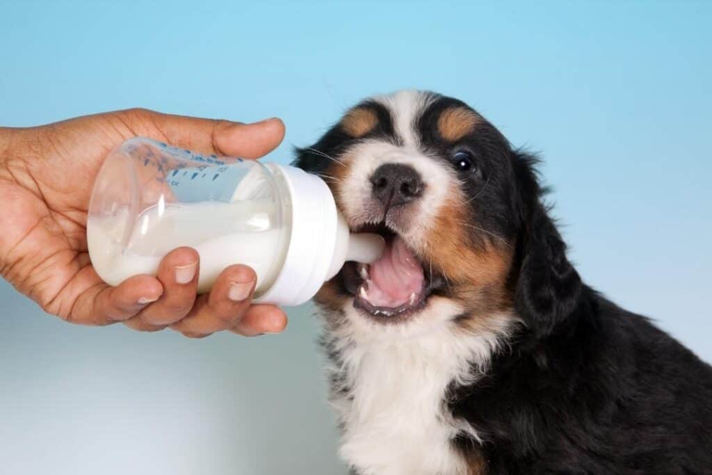 Hund dricker mjölk