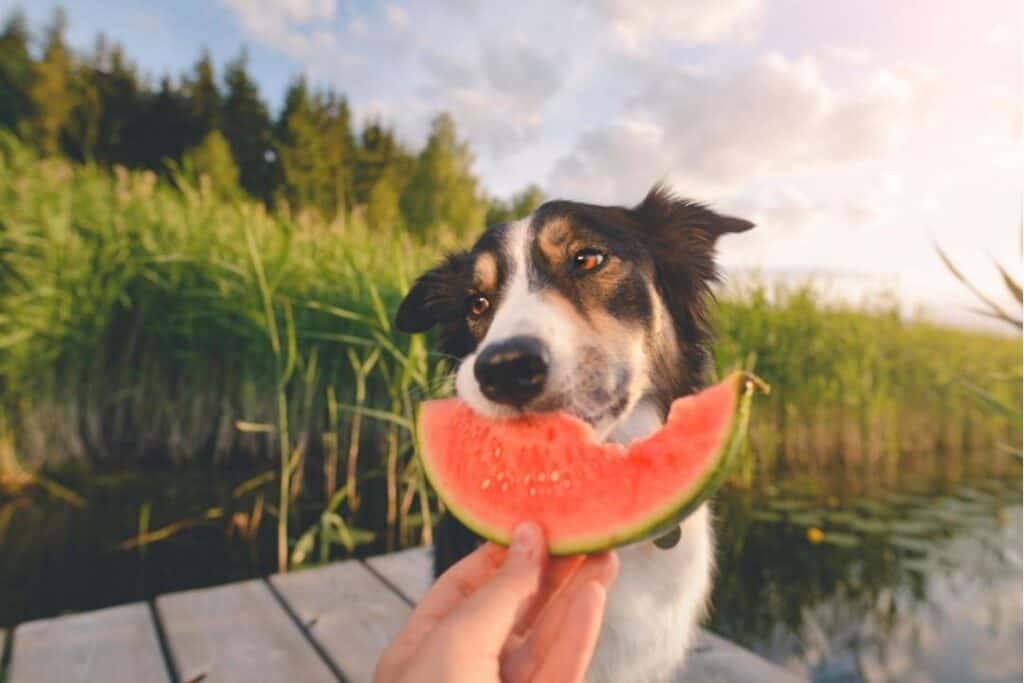 Hund äter vattenmelon