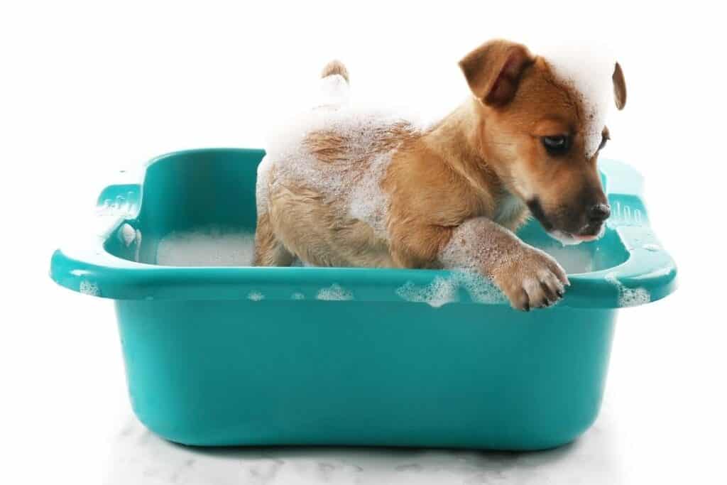 Hundvalp som badar