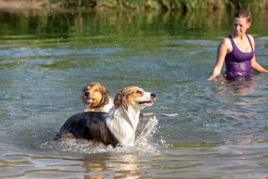 Hund badar i sjö