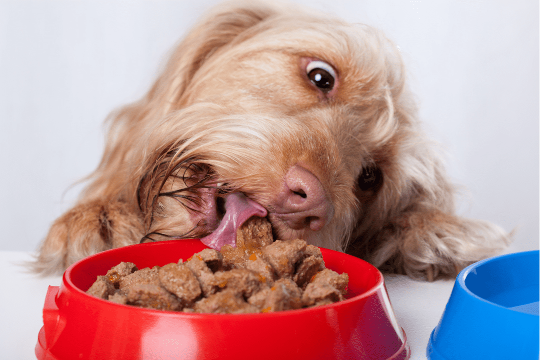 Hund som äter