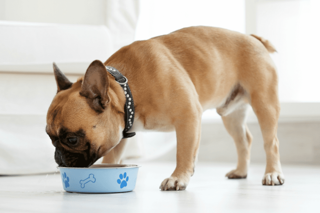Hund äter färskfoder