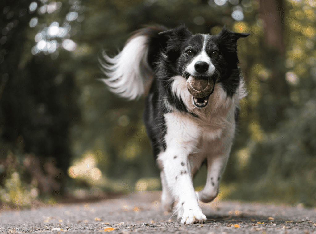 Hundförsäkring